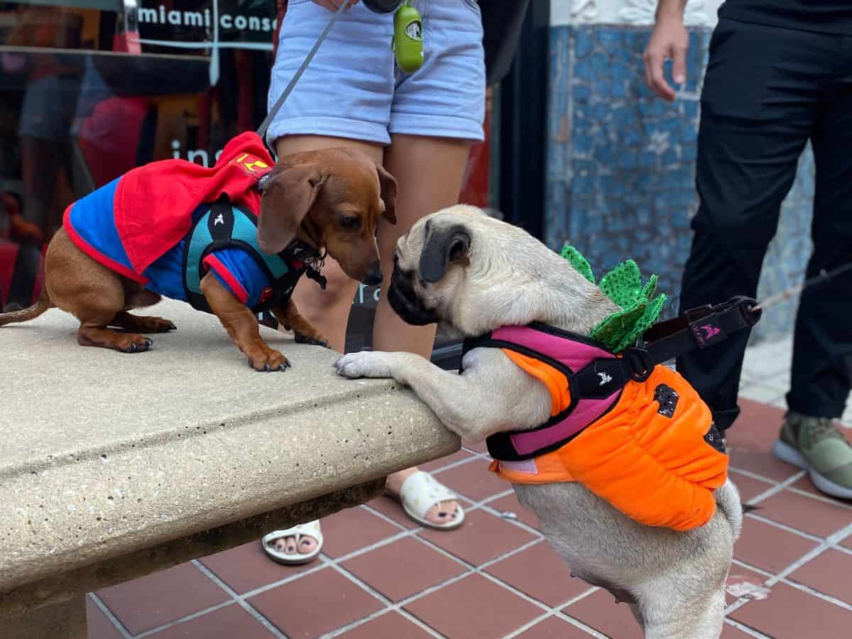 Halloween safety dogs