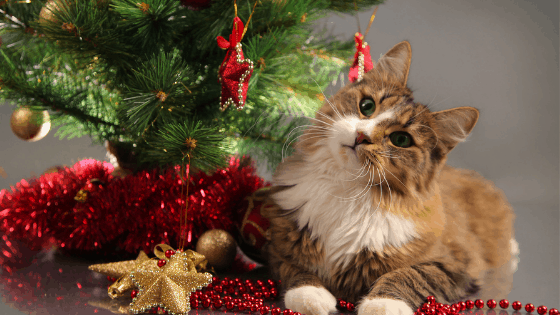 Cat tilting its head while sitting under a Christmas tree in Miami