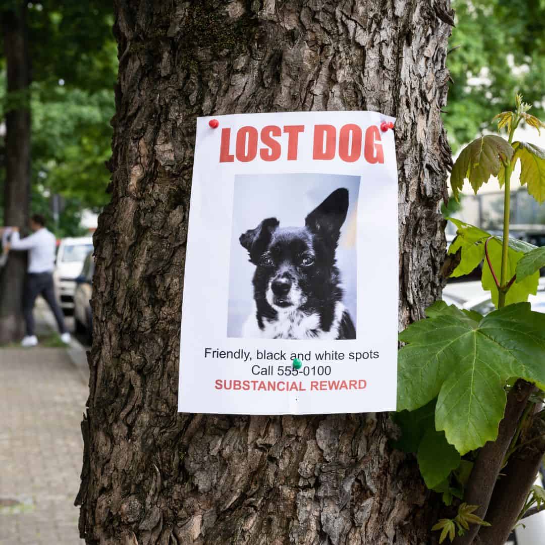 How to help lost dogs