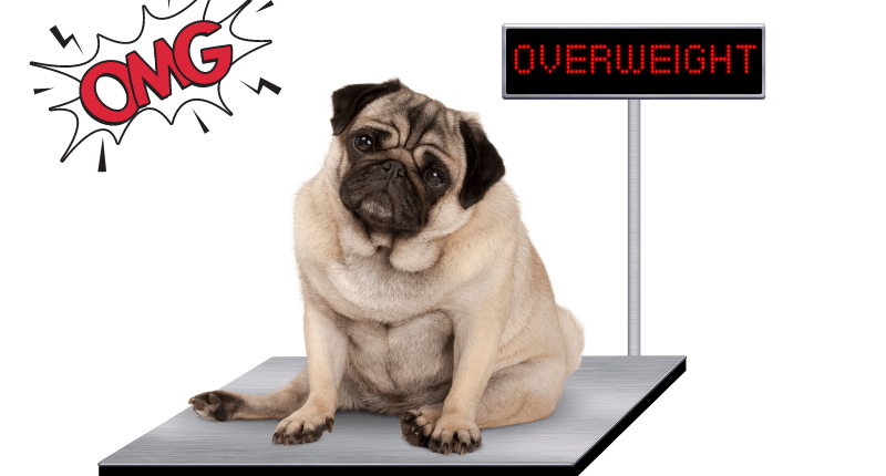 Overweight pug on a scale - curb dog obesity!