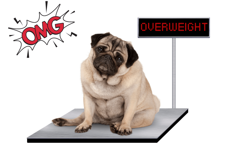 Overweight pug on a scale - curb dog obesity!