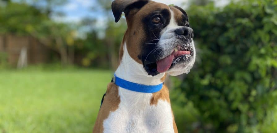 Boxer dog waiting for walk in Miami
