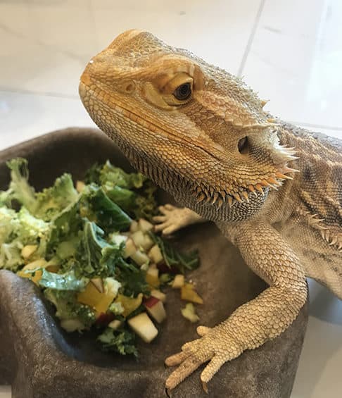 Bearded Dragon eating vegetables in Miami