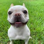 French Bulldog smiling at pet care specialist in Miami