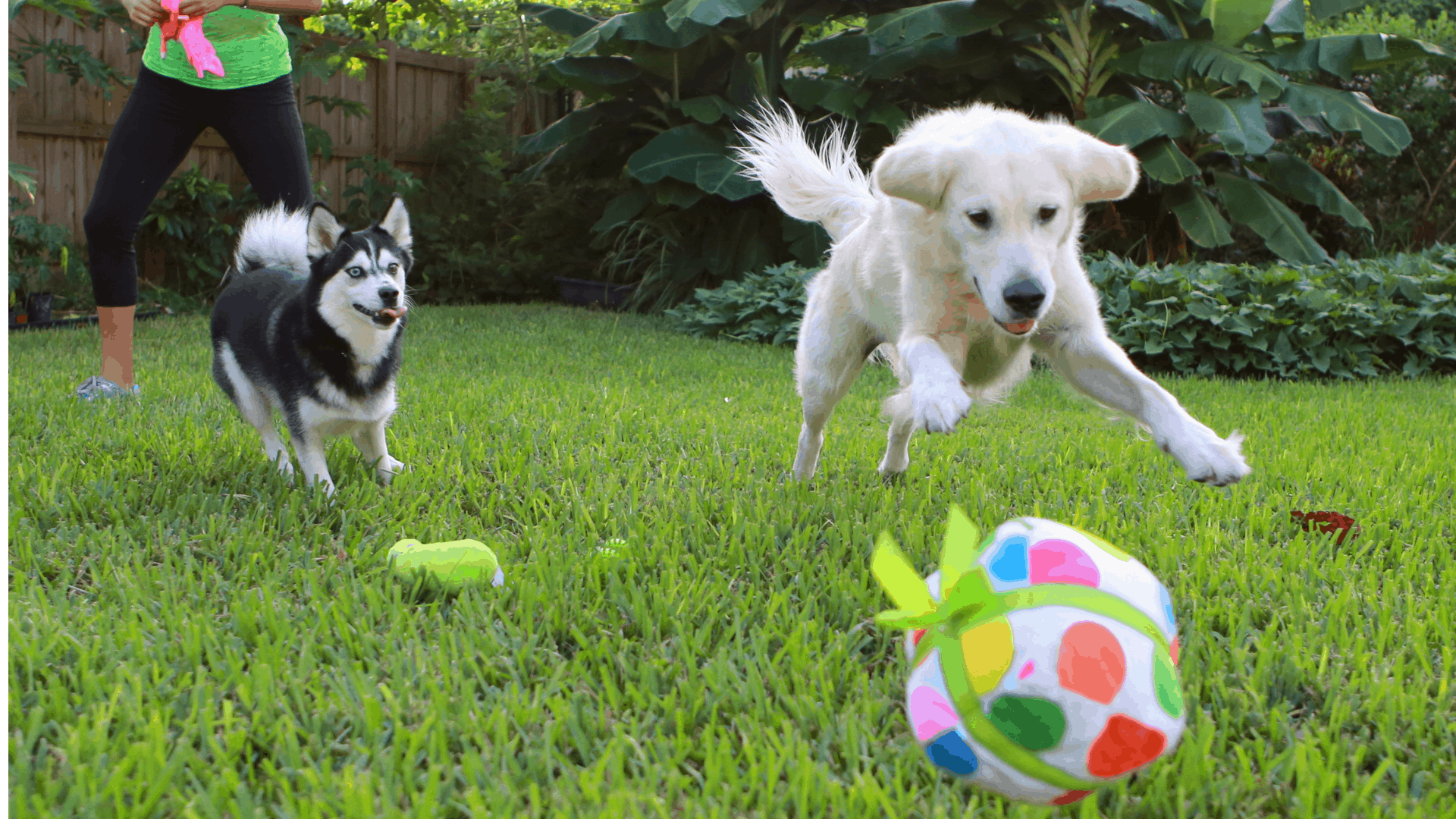 Dogs playing at a pet sit in Palmetto Bay