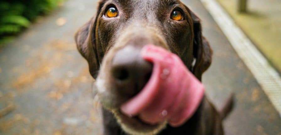 Chocolate Labrador licking his nose