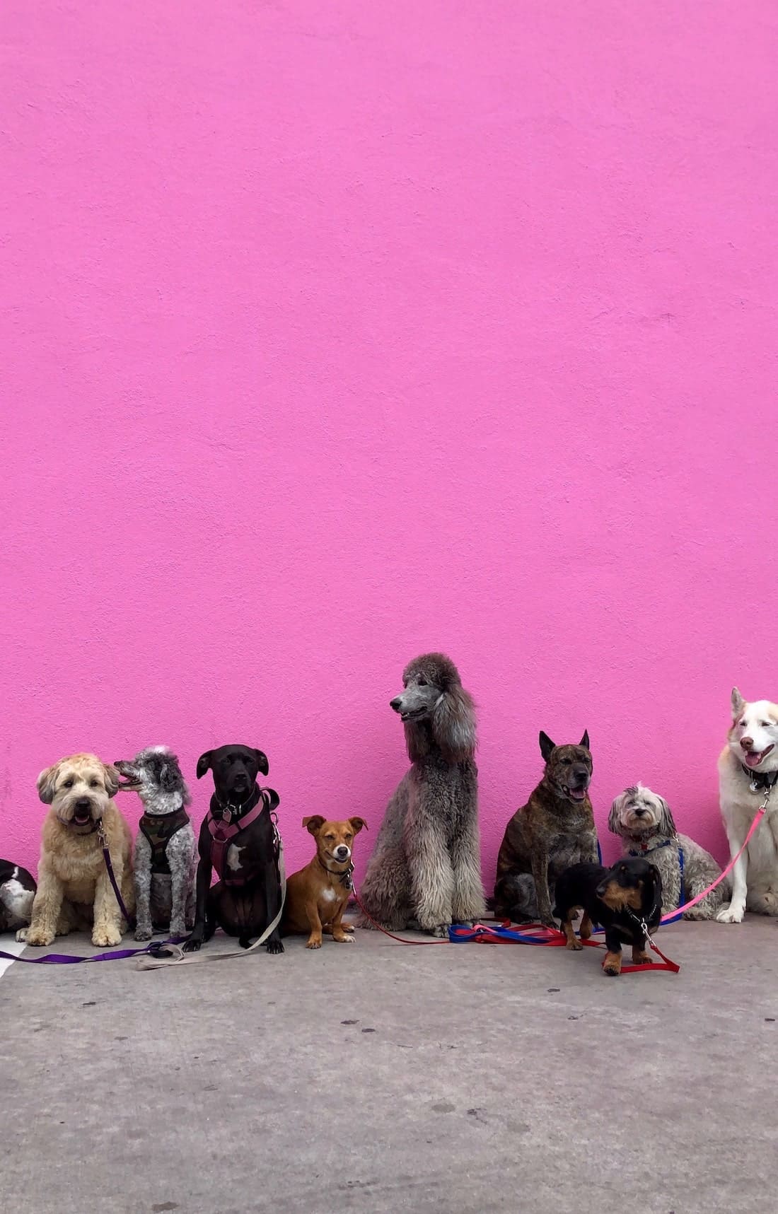 Well behaved dogs sitting in front of a pink wall in Miami