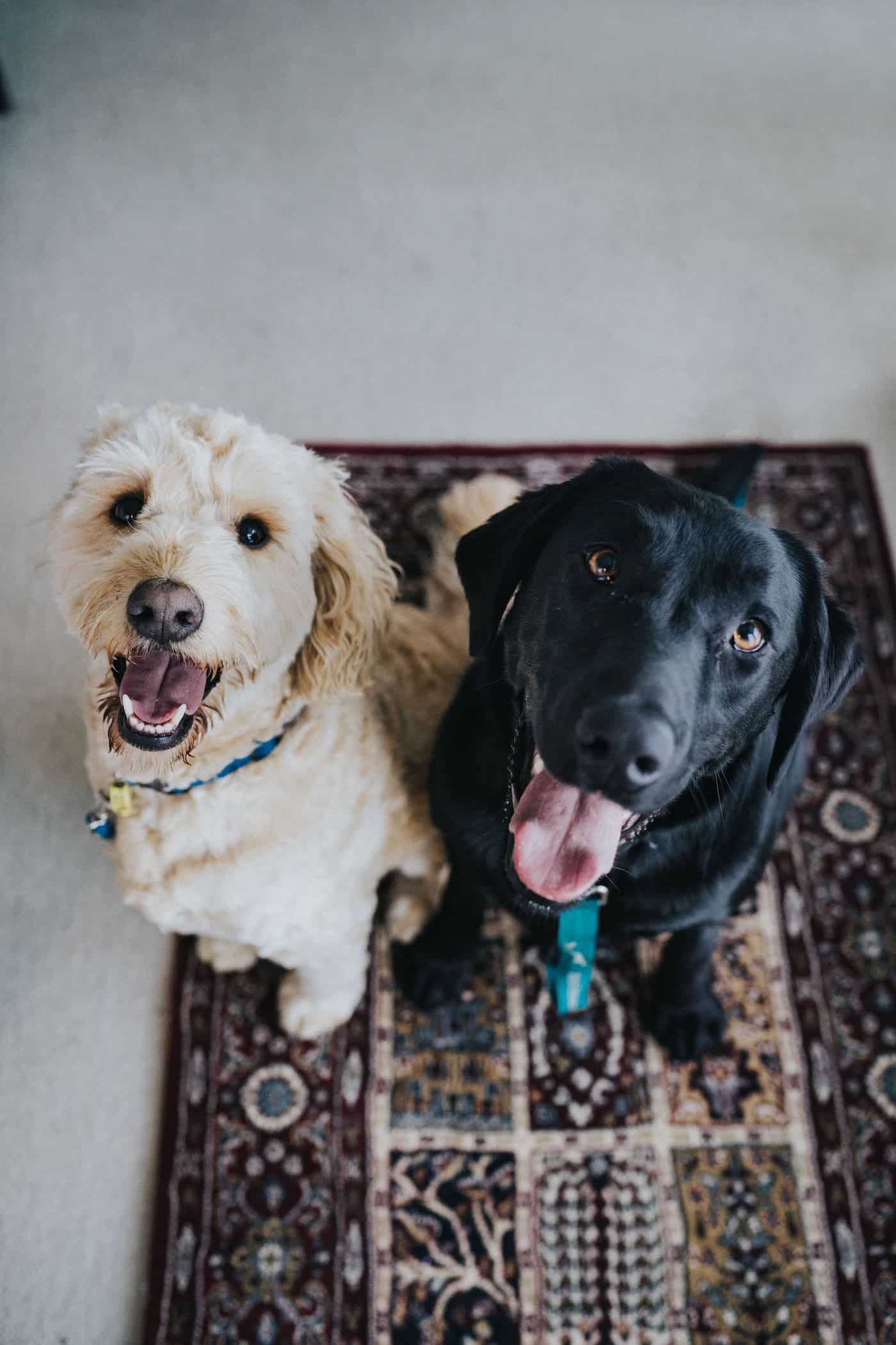 Golden Doodle and Labrador sitting for treats at a pet sit in Miami