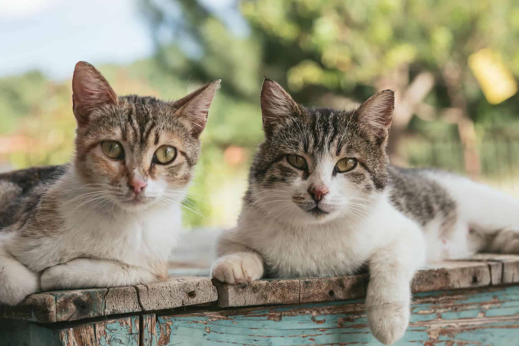 Two cats hanging out outside on a wooden table