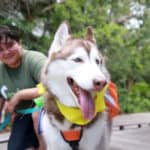 Pet Care Specialist Logan and his husky on a walk