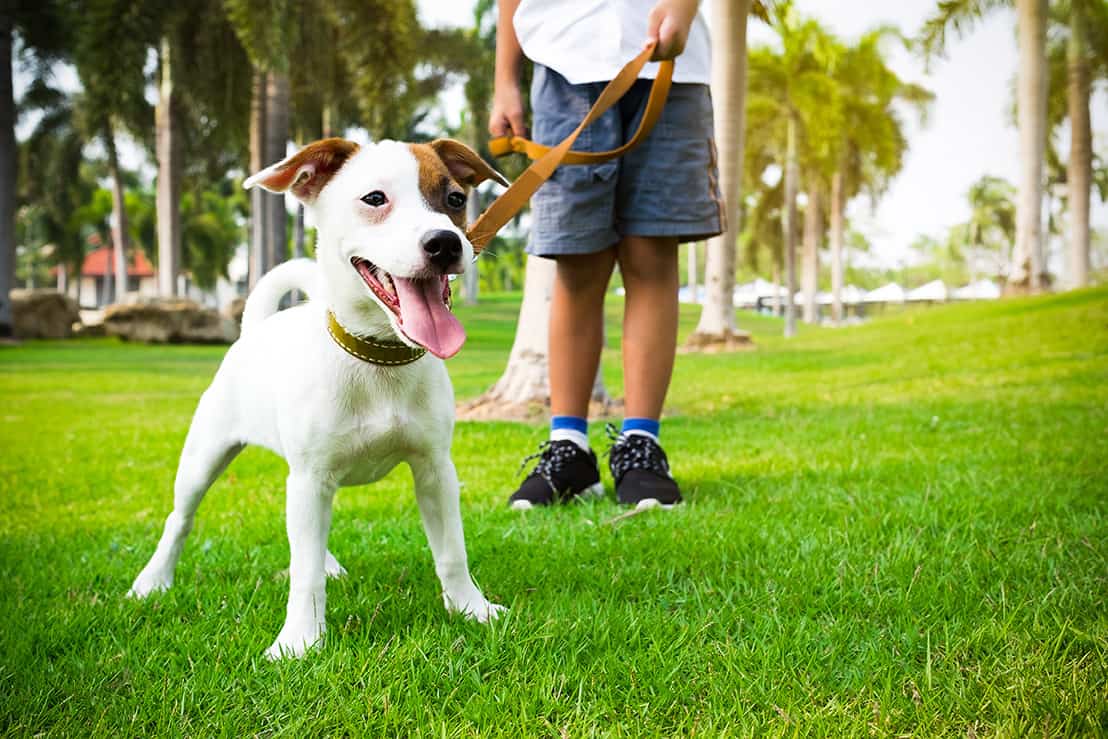 Dog on a leash in Cocoplum