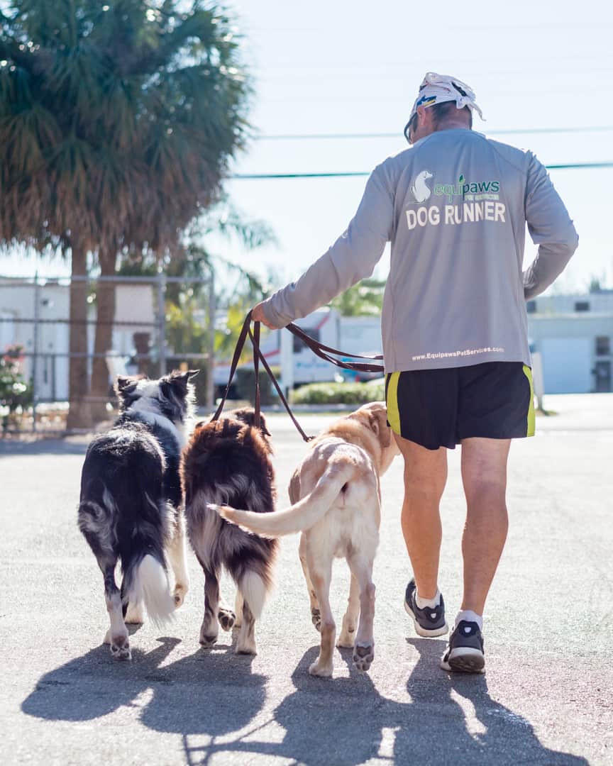 Equipaws Dog Runner with three dogs in Miami