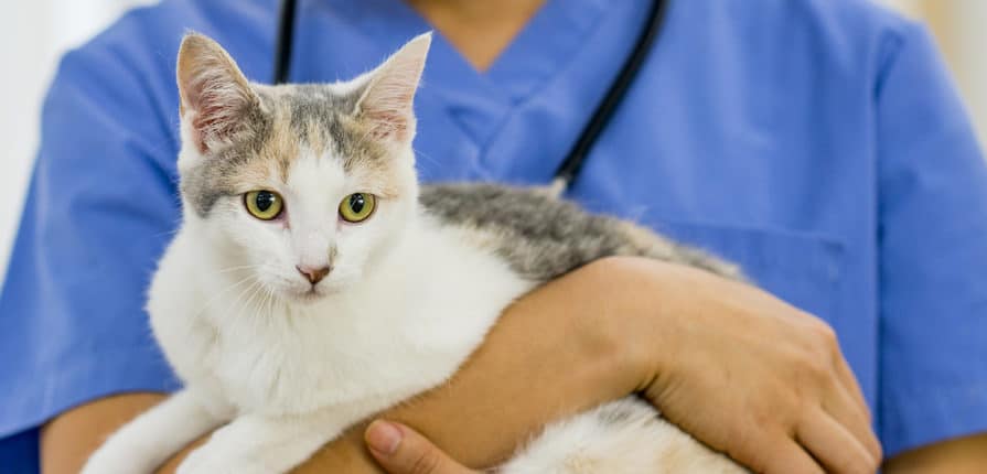 Cat getting a checkup at the vets office in Miami