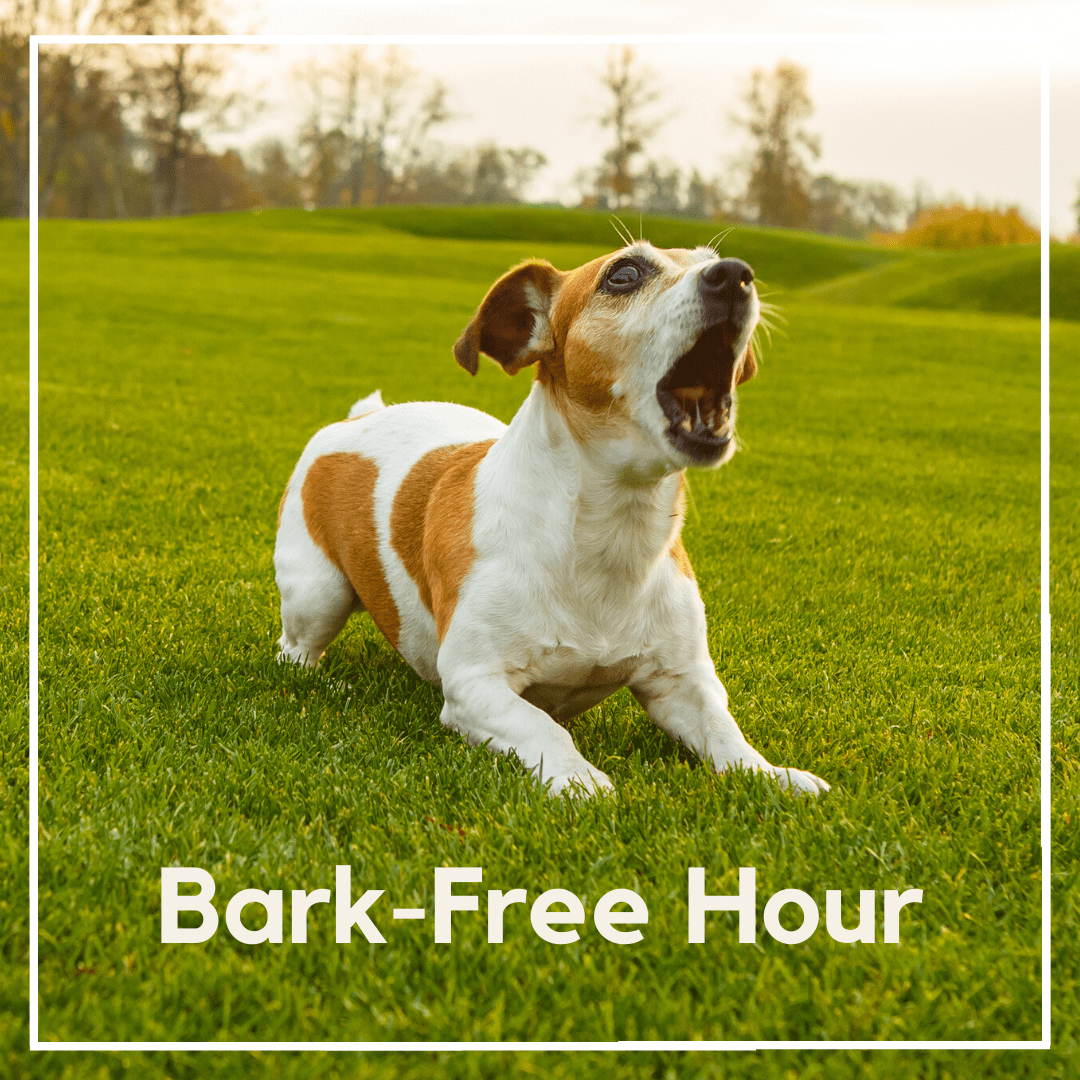 Give yourself a Bark Free Hour in Miami