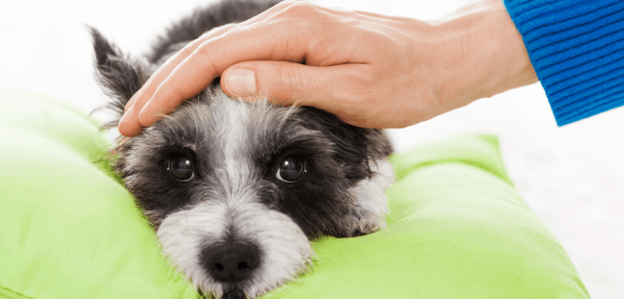 Caring for your pet if you have Covid-19