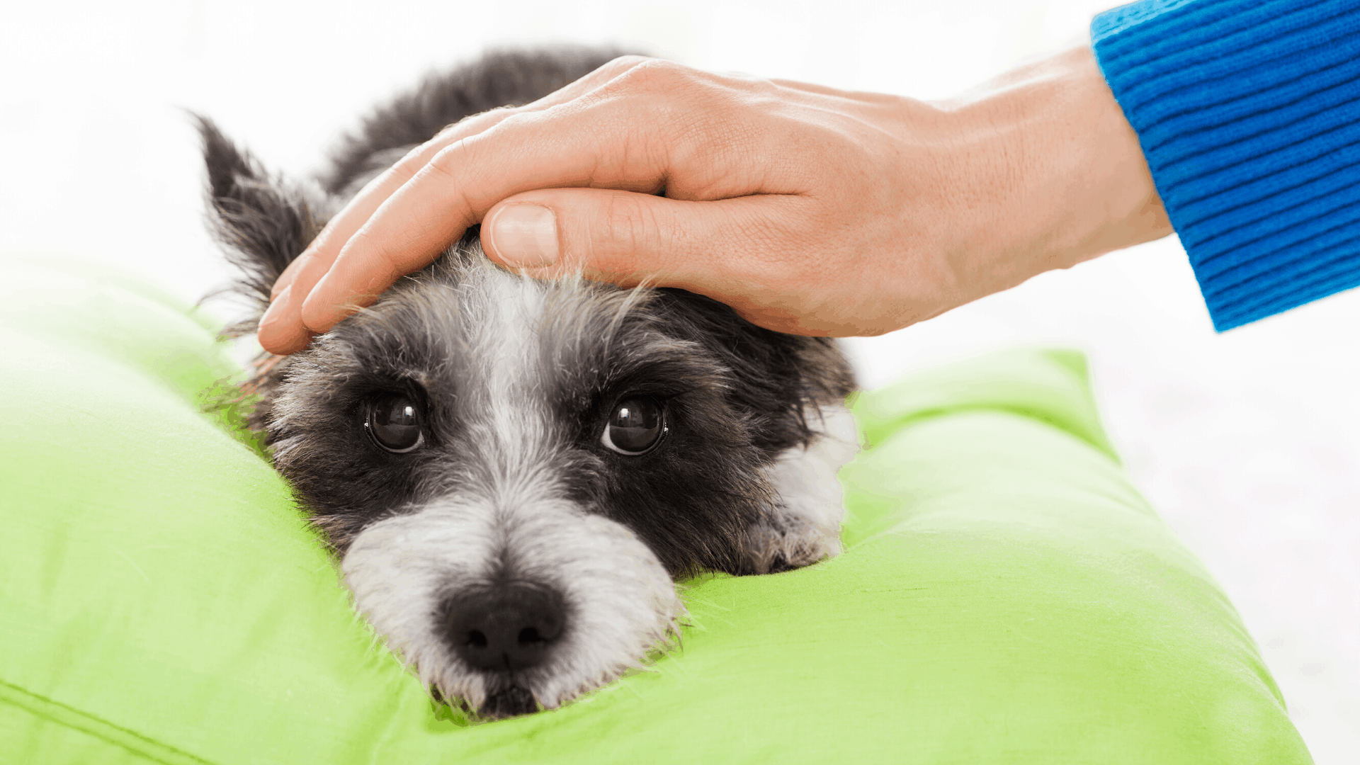 Caring for your pet if you have Covid-19
