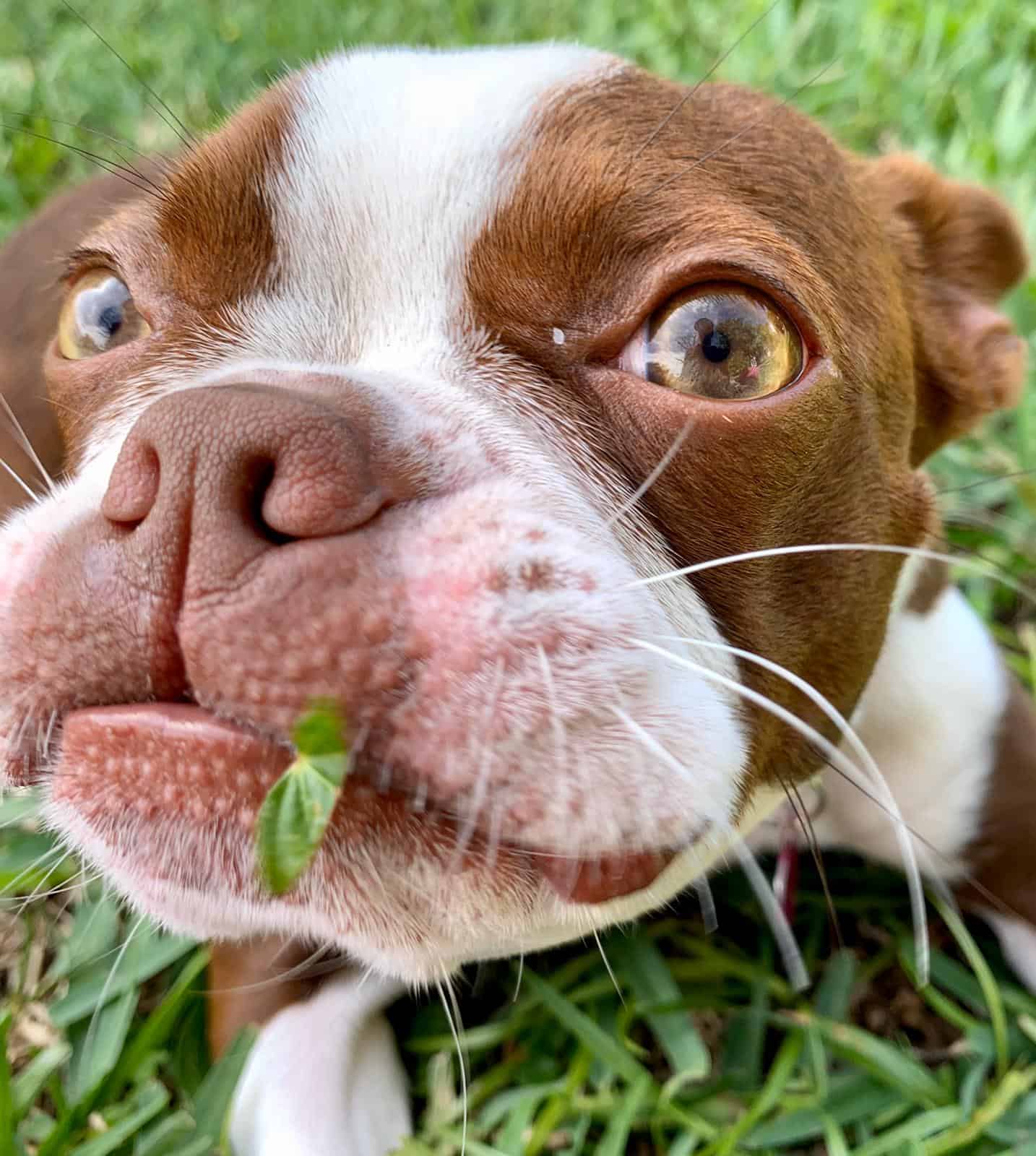 Puppy Hazel eating grass