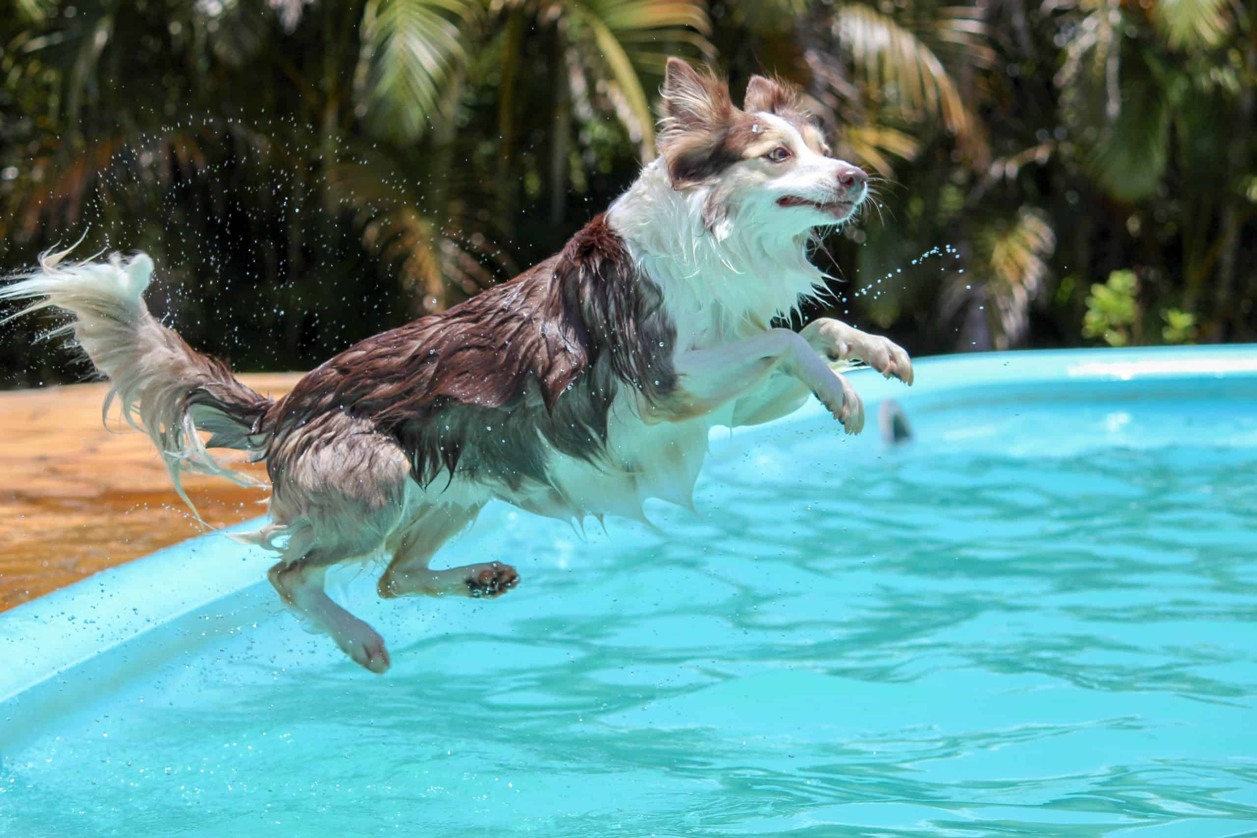 Dog jumping into the pool in Miami