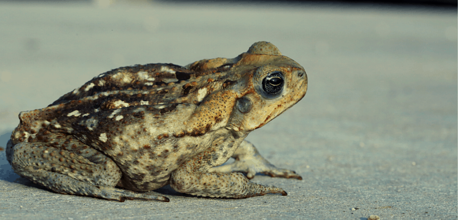 Invasive Cane toad