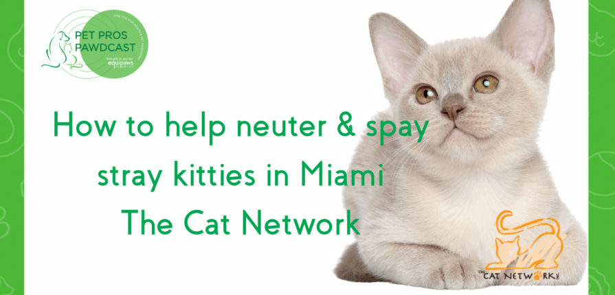 Spay and neuter your cats in Miami