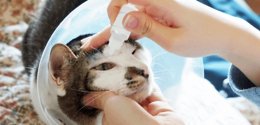 Picture of a cat receiving eye drops
