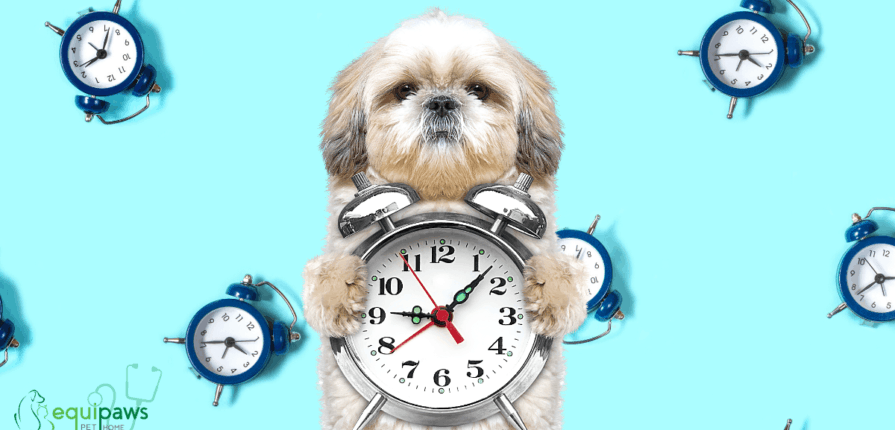 Dog holding clock