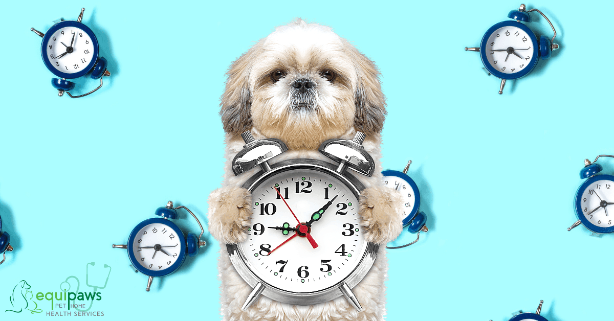 Dog holding clock