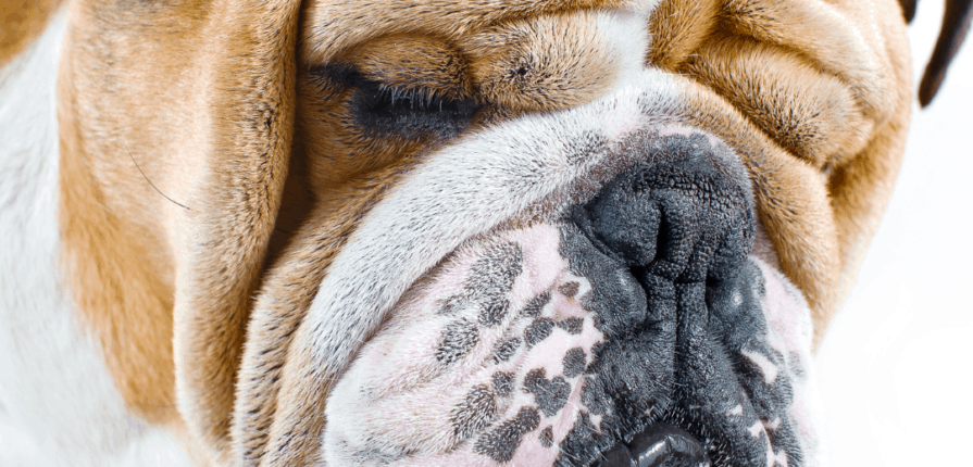 English bulldog with closed eyes - is your pet in pain?