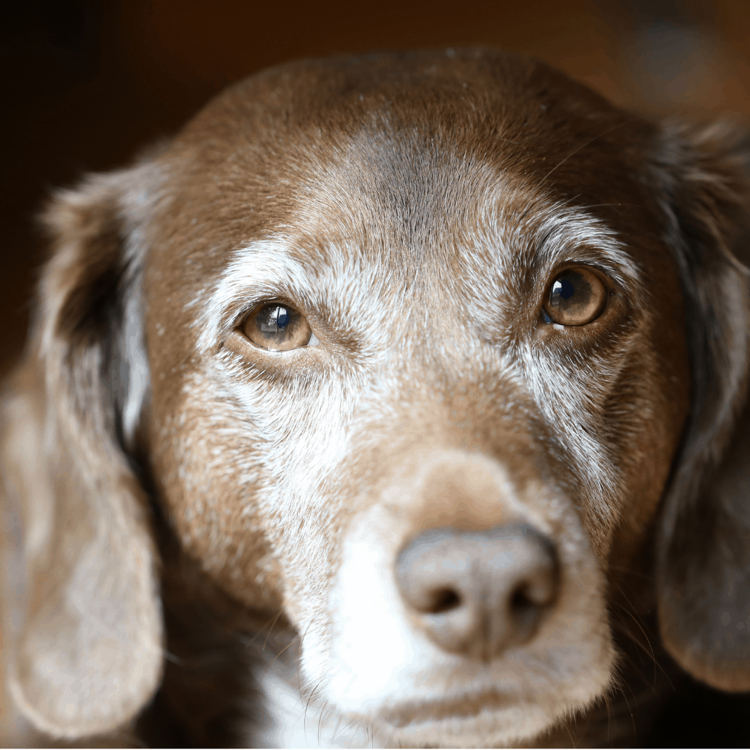 Senior brown dog with grey muzzle looking lovingly into the camera during pet sit