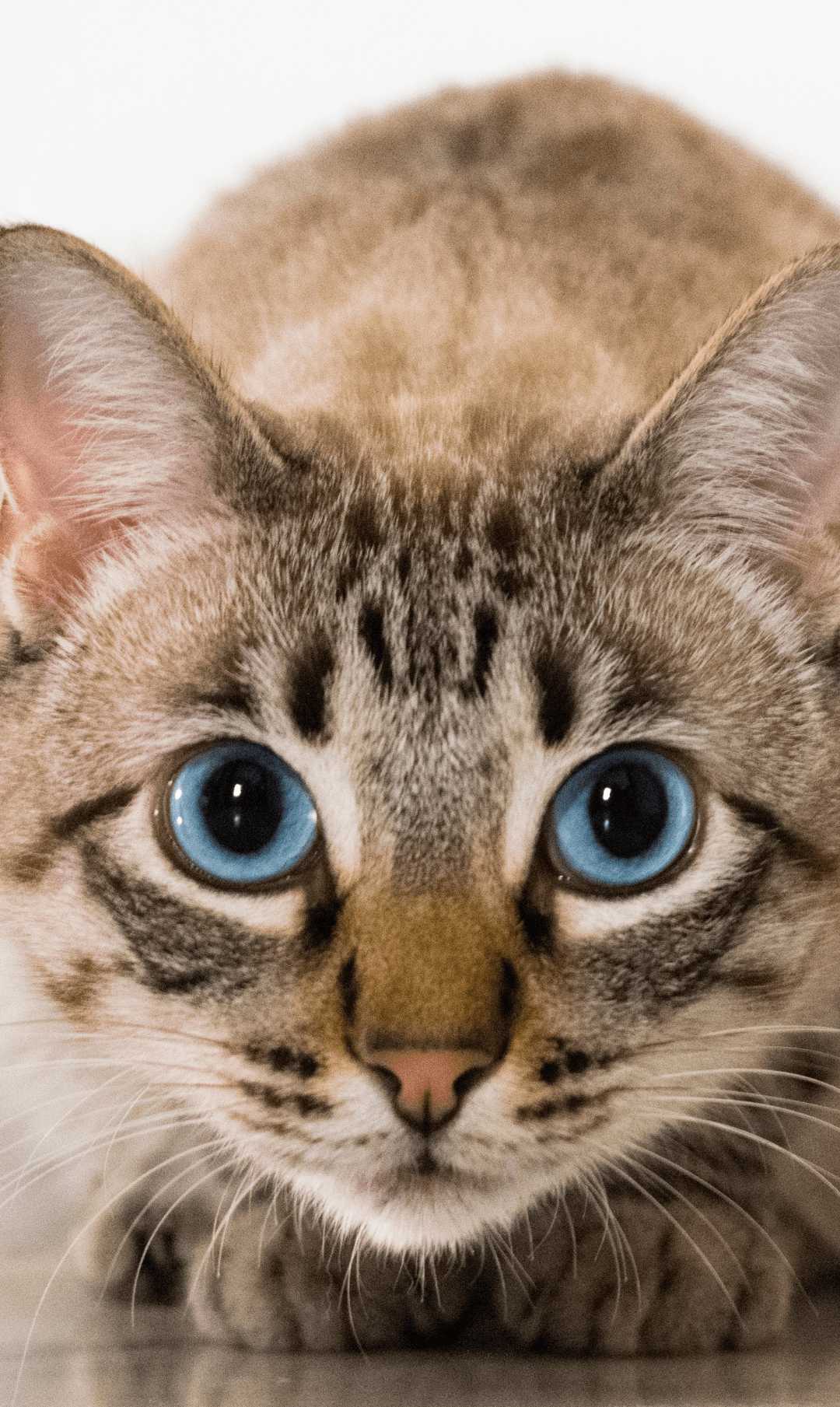 Cat with blue eyes laying down