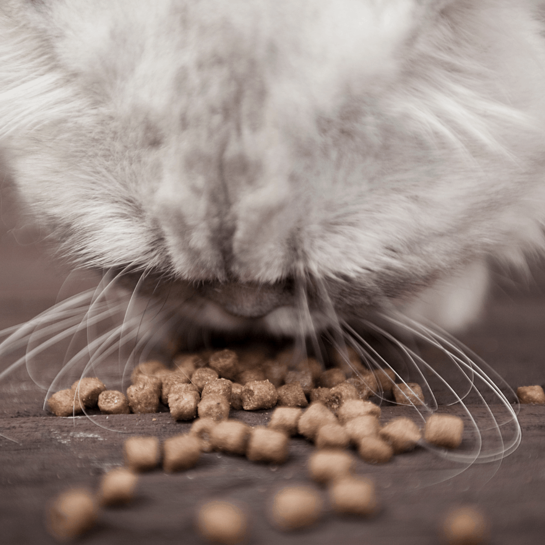 White cat eating dry food