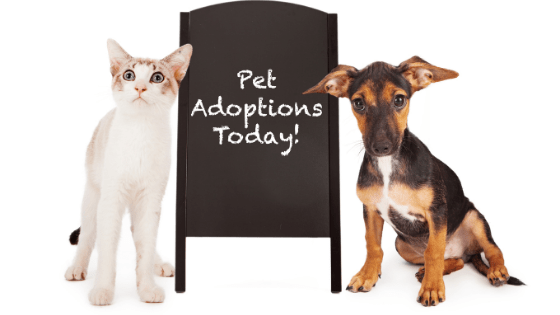 Pet Adoptions for Cat & Dogs in Miami - Adopt Today