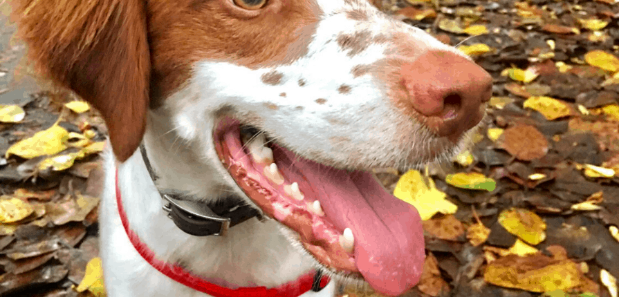 Elliot the brittany spaniel has had great dental care!