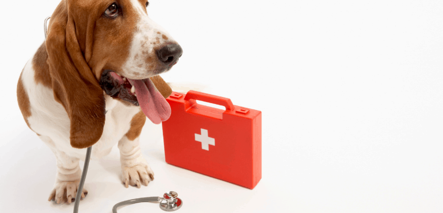pet first aid Miami