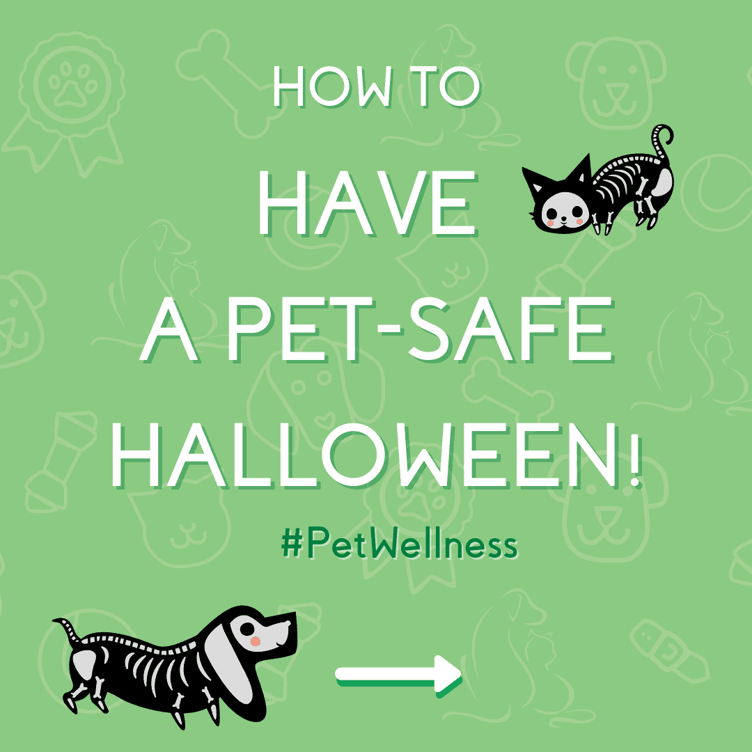 Pet Halloween Safety