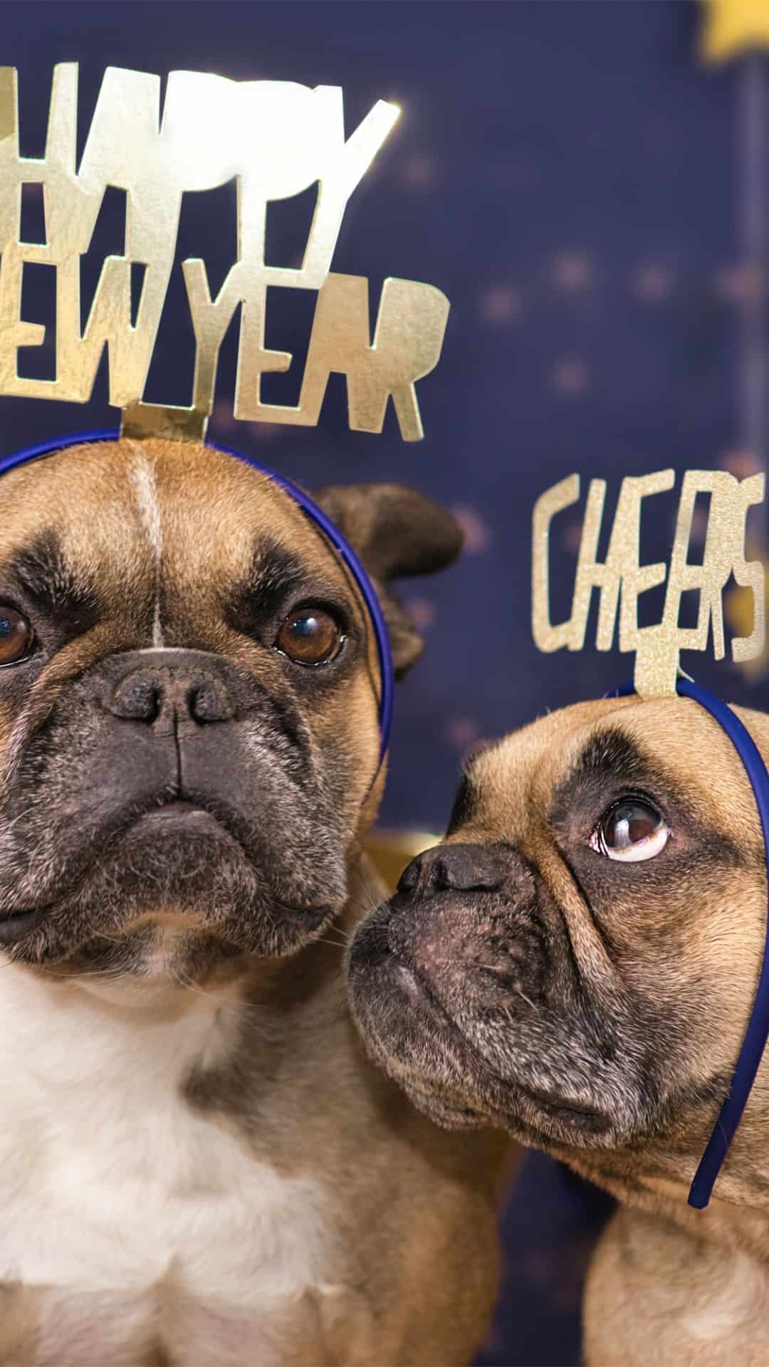 pet safety New Year's Eve