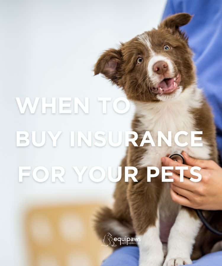 When Should You Get Pet Insurance for Your Pet? - Equipaws Pet Services