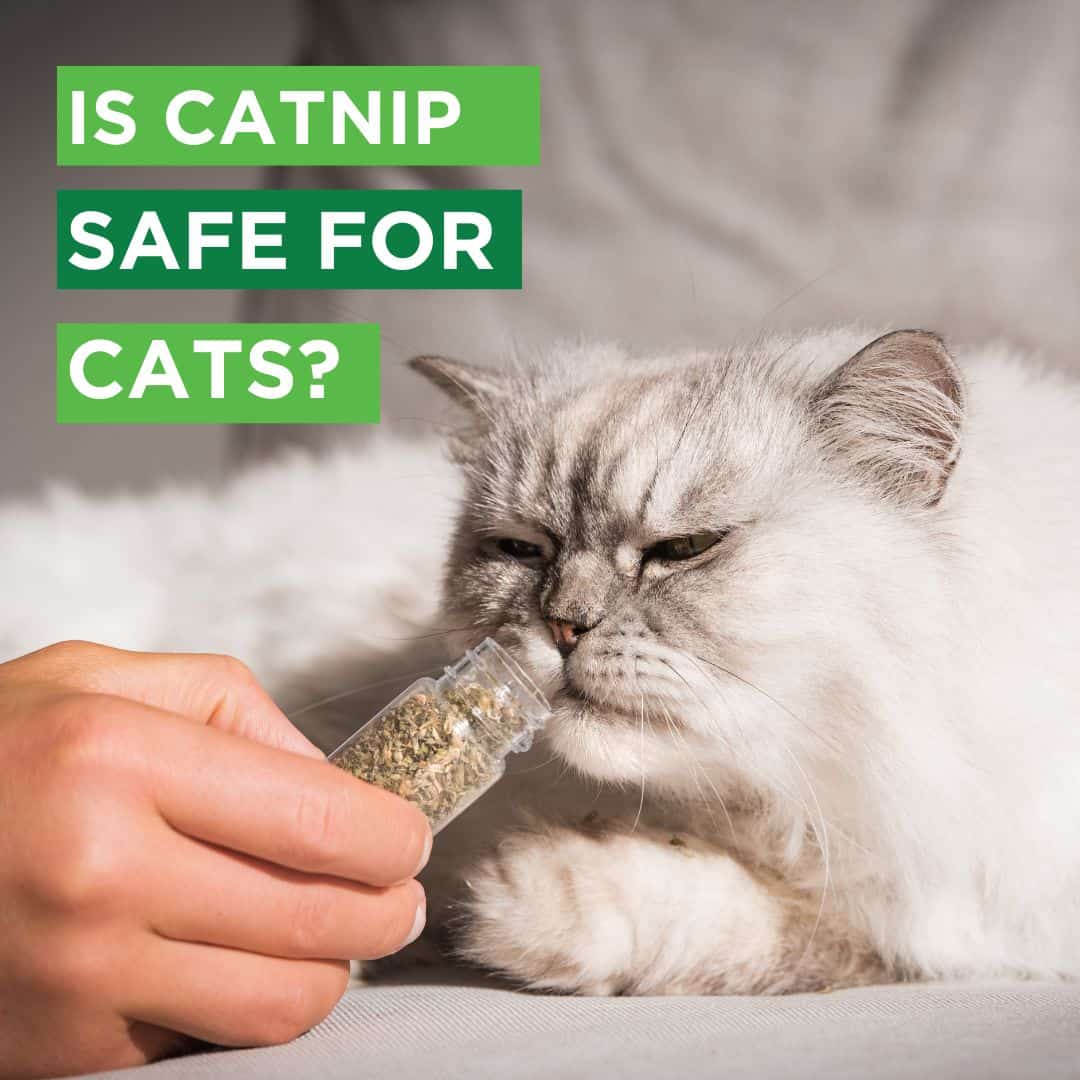 How Does Catnip Work Its Magic on Cats?