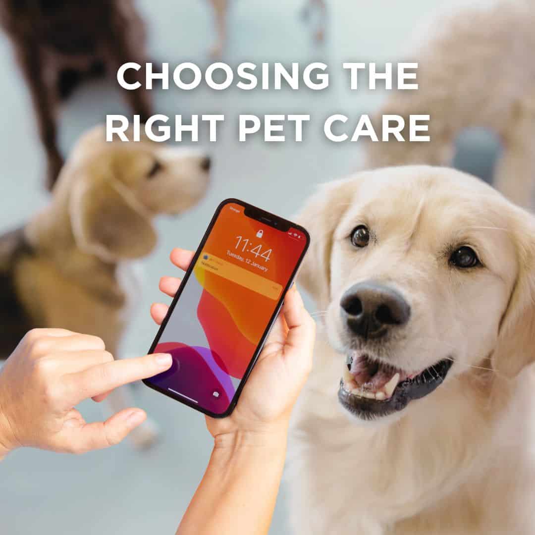 Choose the right pet care
