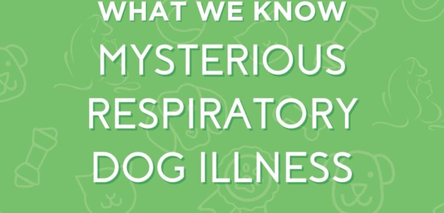mysterious dog illness