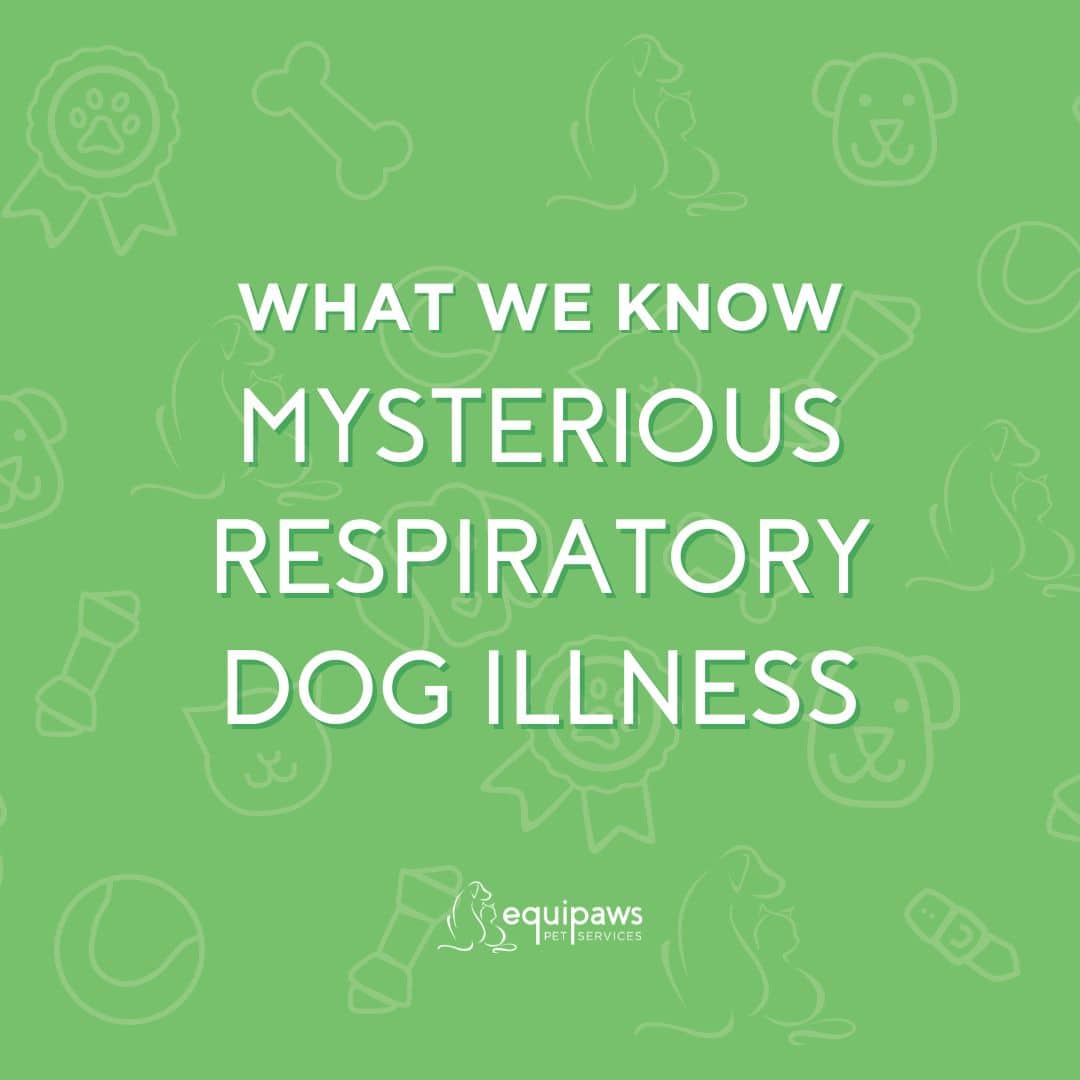 mysterious dog illness