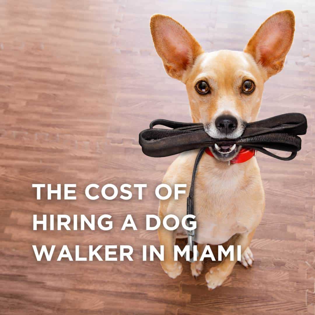 how much does a dog walker cost in Miami?