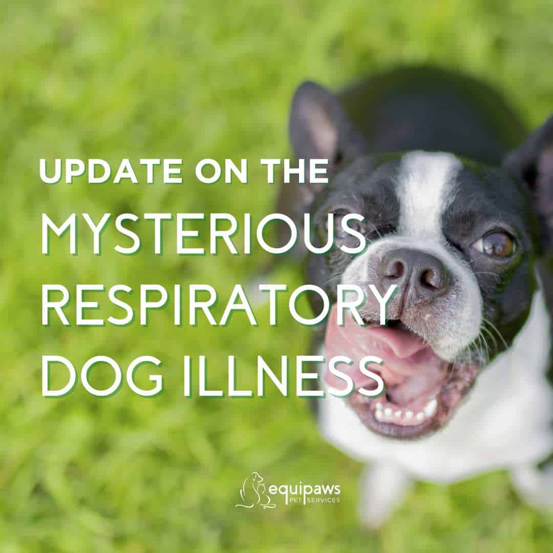 mysterious canine respiratory illness update from UF