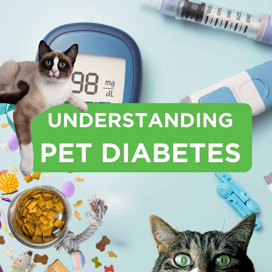 Is my pet diabetic?