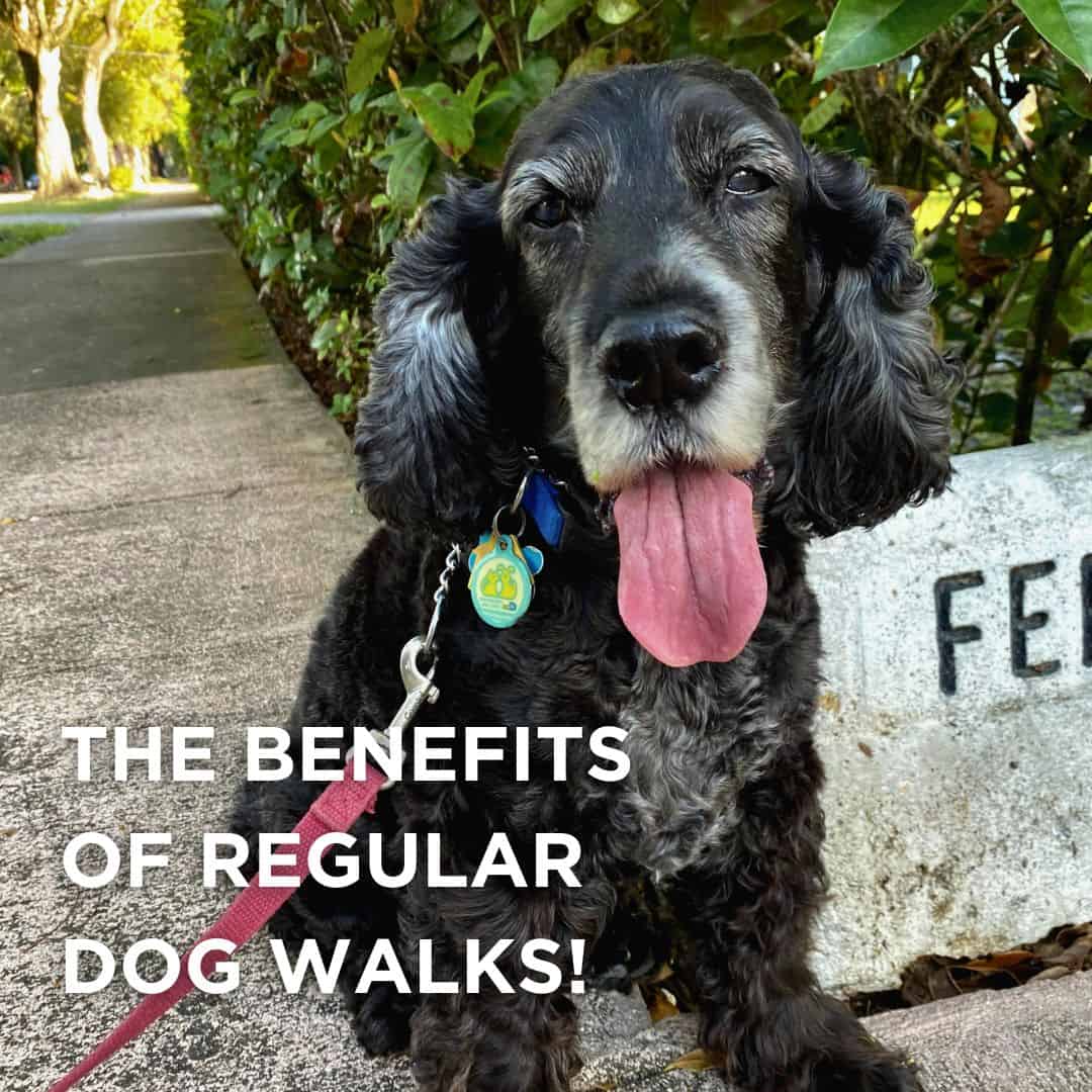 Benefits of regular dog walks