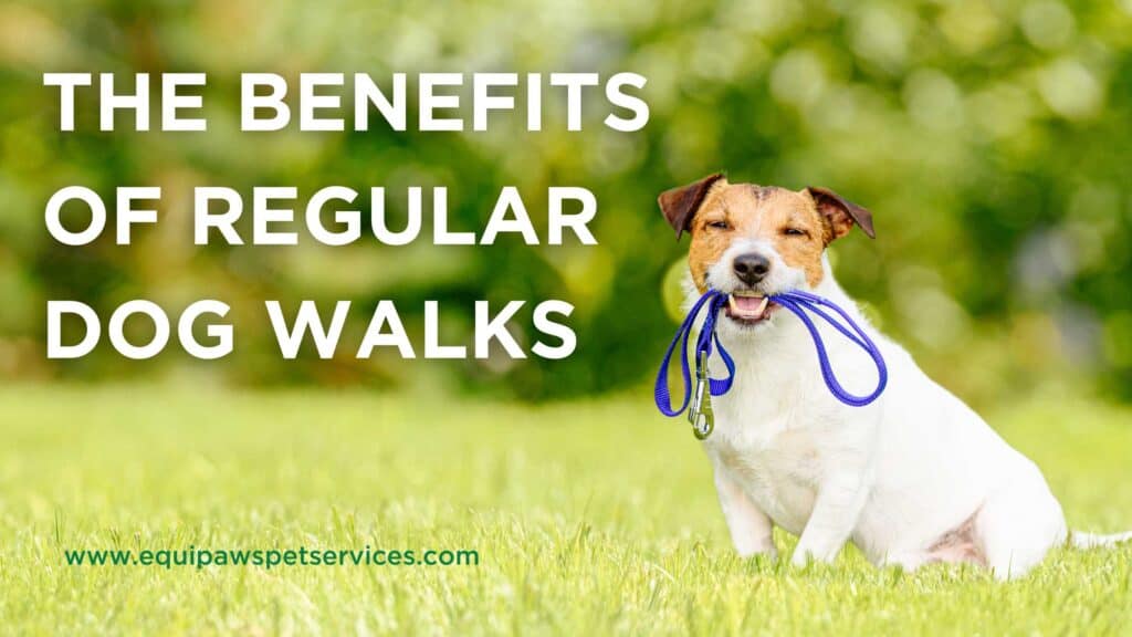 Benefits of regular dog walks Miami Coconut Grove