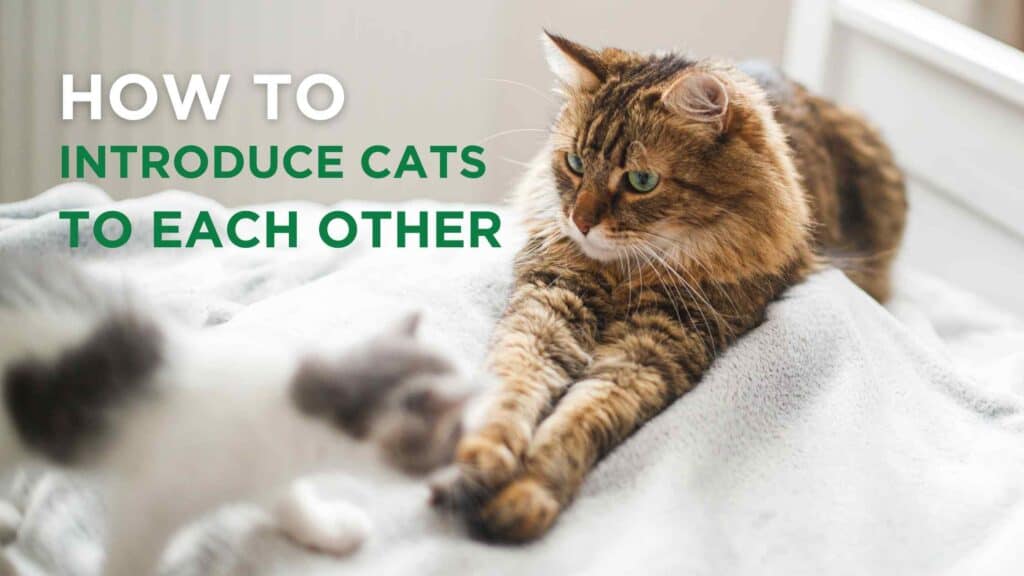 introducing a new cat to cats in your home safely