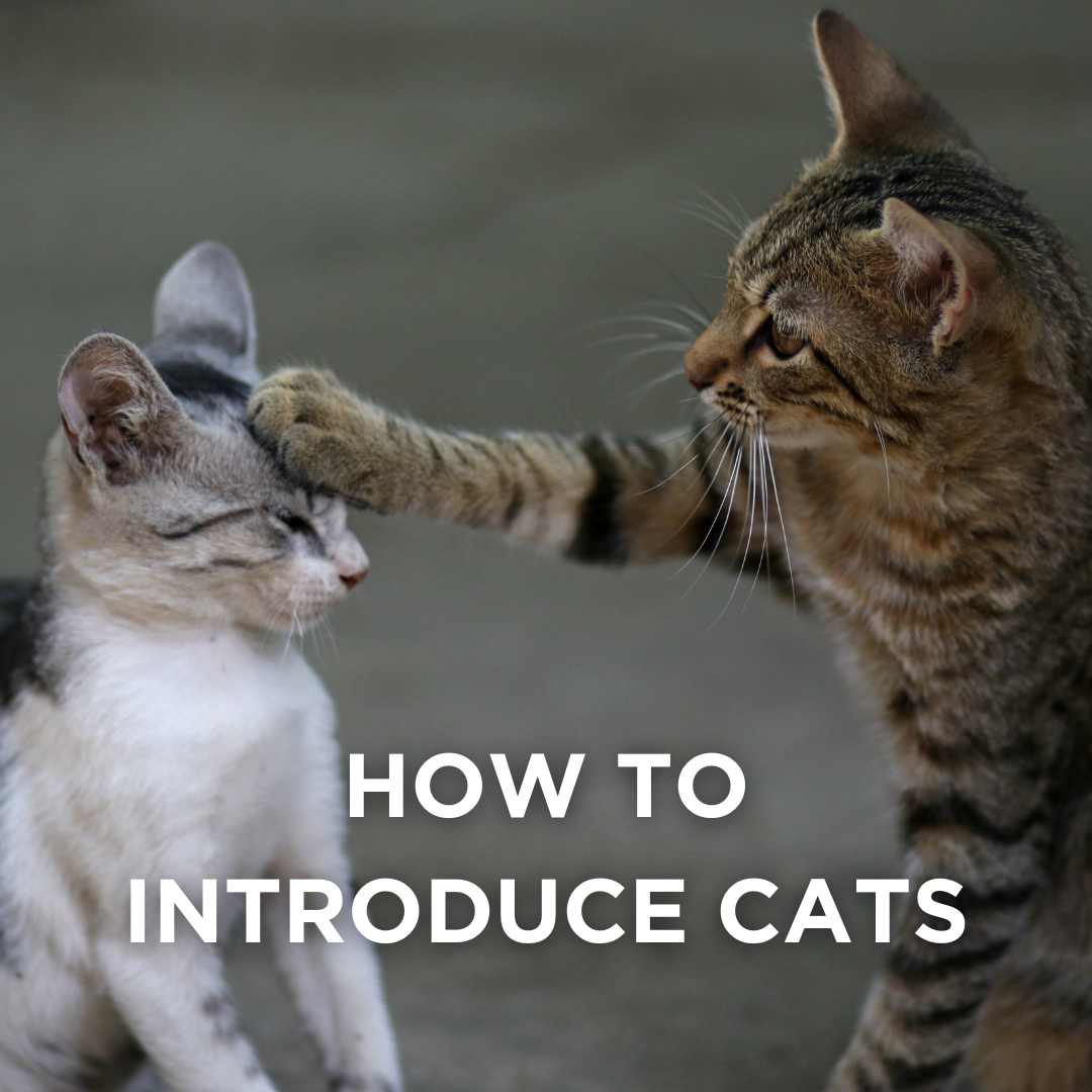 adopting a cat for Christmas? How to introduce a new cat to your current kitties