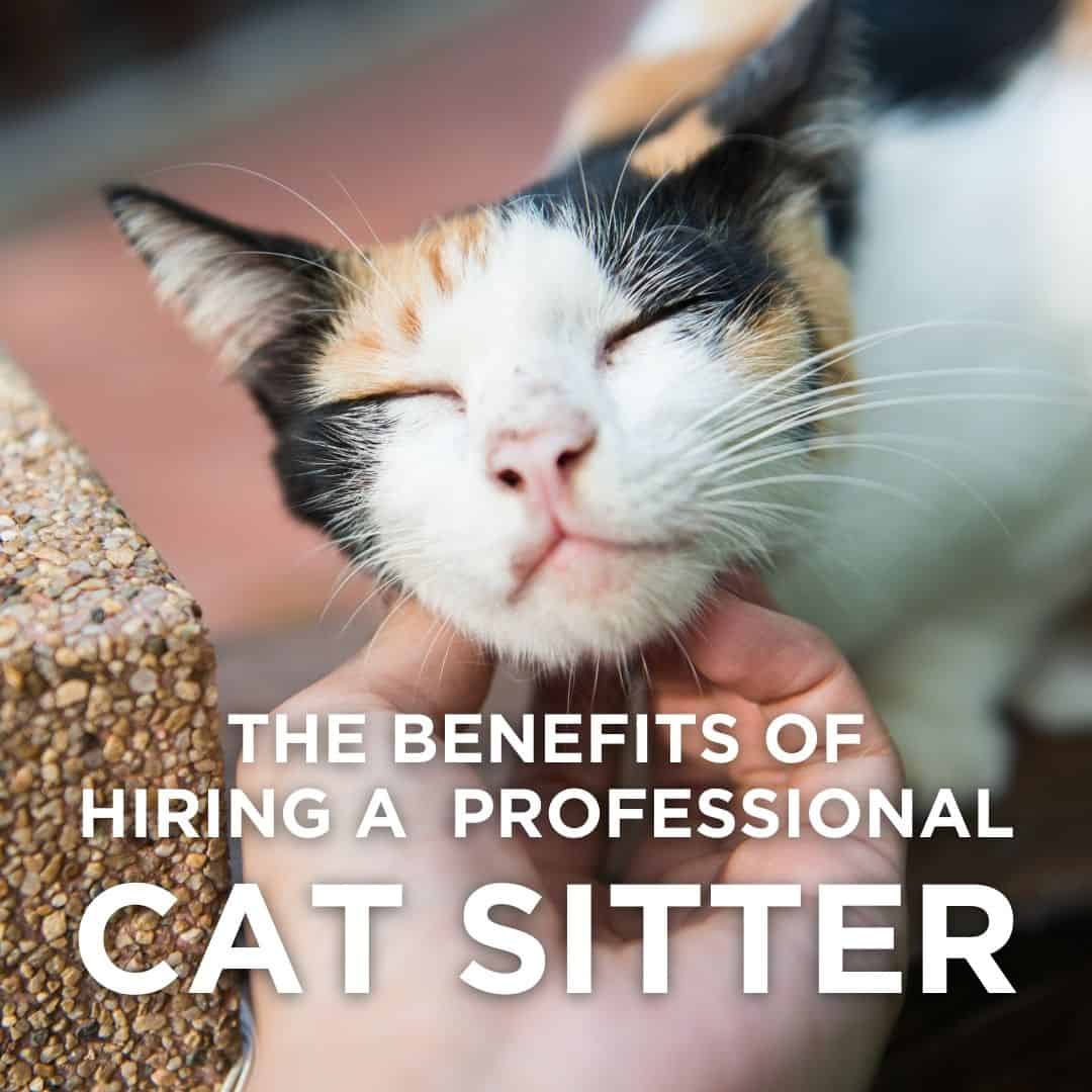 Top 10 benefits to hiring professional cat sitters in Miami