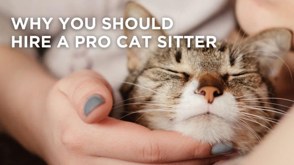Hire a professional cat sitter in Miami- here's why!